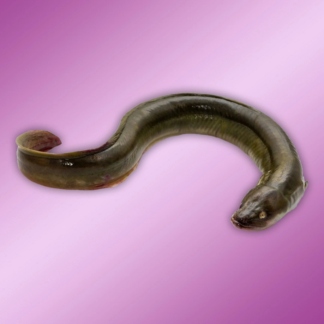Featured artifact