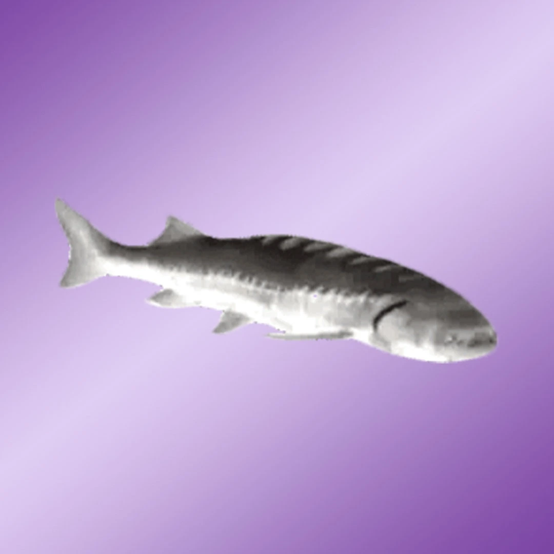 Featured artifact
